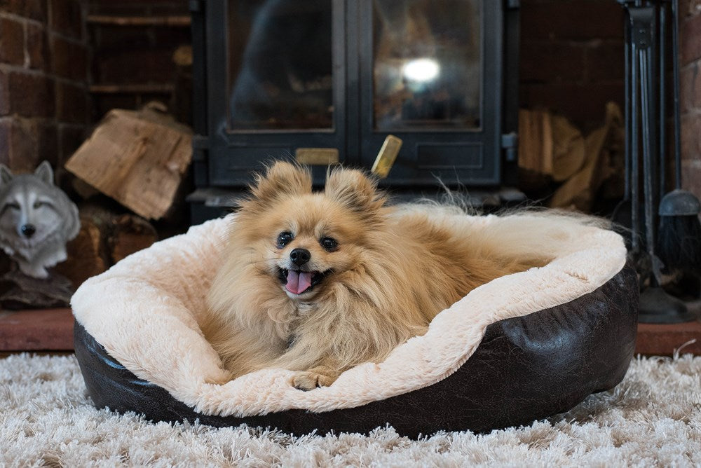 Keeping Your Furry Friends Toasty: A Guide to Pet Winter Warmth in Australia