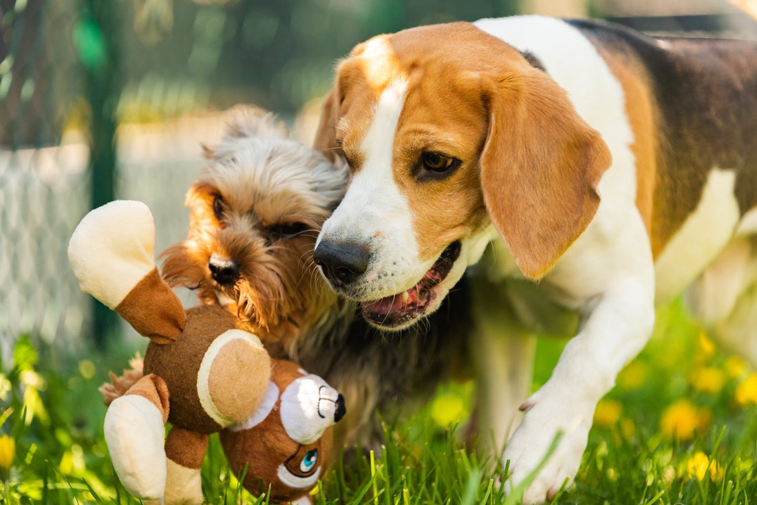 A Detailed Guide to the Best Types of Dog Toys - Woofy and Whiskers