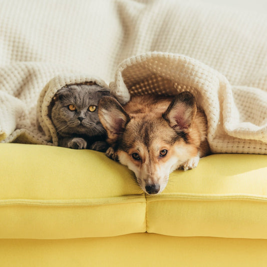 Pampering Your Pets in Canberra: - Woofy and Whiskers