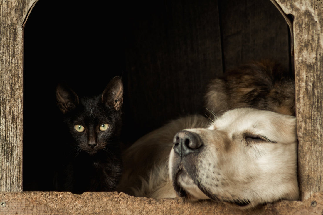 The Importance of Cat and Dog Beds - Woofy and Whiskers