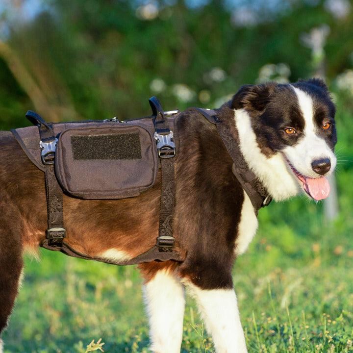 The Importance of Premium Harnesses for Your Dog - Woofy and Whiskers