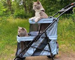 Cat Strollers