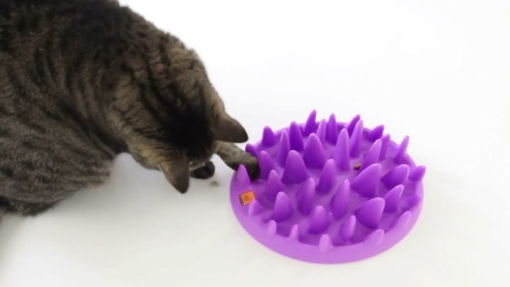Northmate Catch Interactive Slow Food Cat Bowl interactive slow feeder for Cats northmate