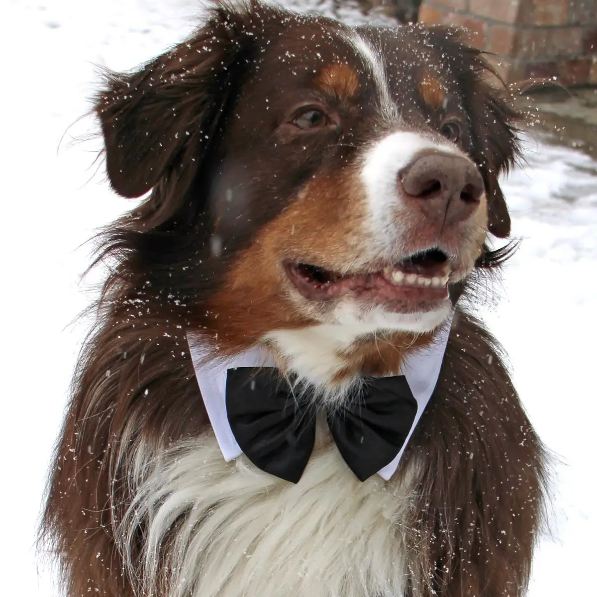 White Collar with Black Bow Tie Dog Dog Apparel bow tie doggie design