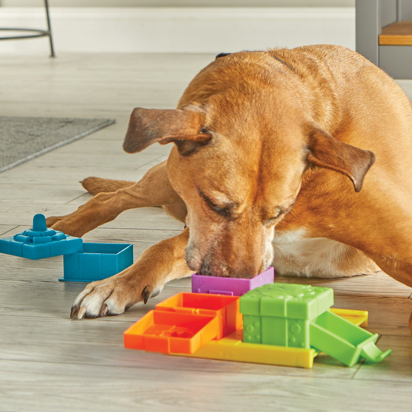 Brightkins Surprise Party! Dog Treat & Food Interactive Puzzle Toy Interactive dog puzzle Hunger for words