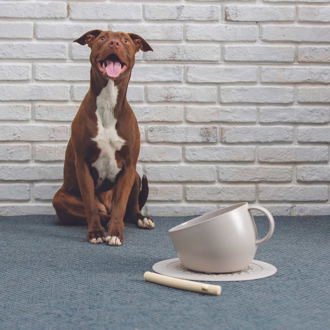 Eco-Friendly Anti-Splash Tall Bowl For Food and Water eco friendly pet bowl United Pets