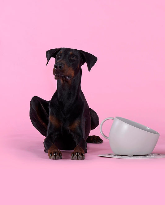 Eco-Friendly Anti-Splash Tall Bowl For Food and Water eco friendly pet bowl United Pets