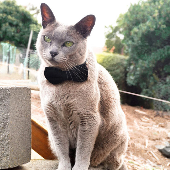 Dan & Sam – Cat Collar & Bowtie – Feeling Fancy cat collar & Bow Tie Dan & Sam