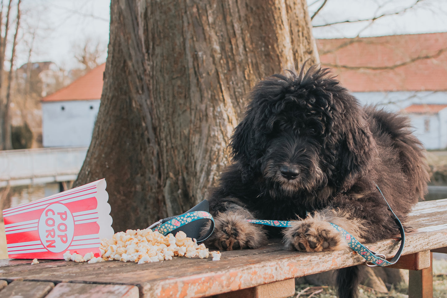 Max and Molly Dog Lead - Large Size - Various Designs - Woofy and Whiskers-Polyester-Quick drying neoprene- Heavy Duty Lobster claw metal clip- Pet Care > Dog Supplies Max & Molly Urban Pets