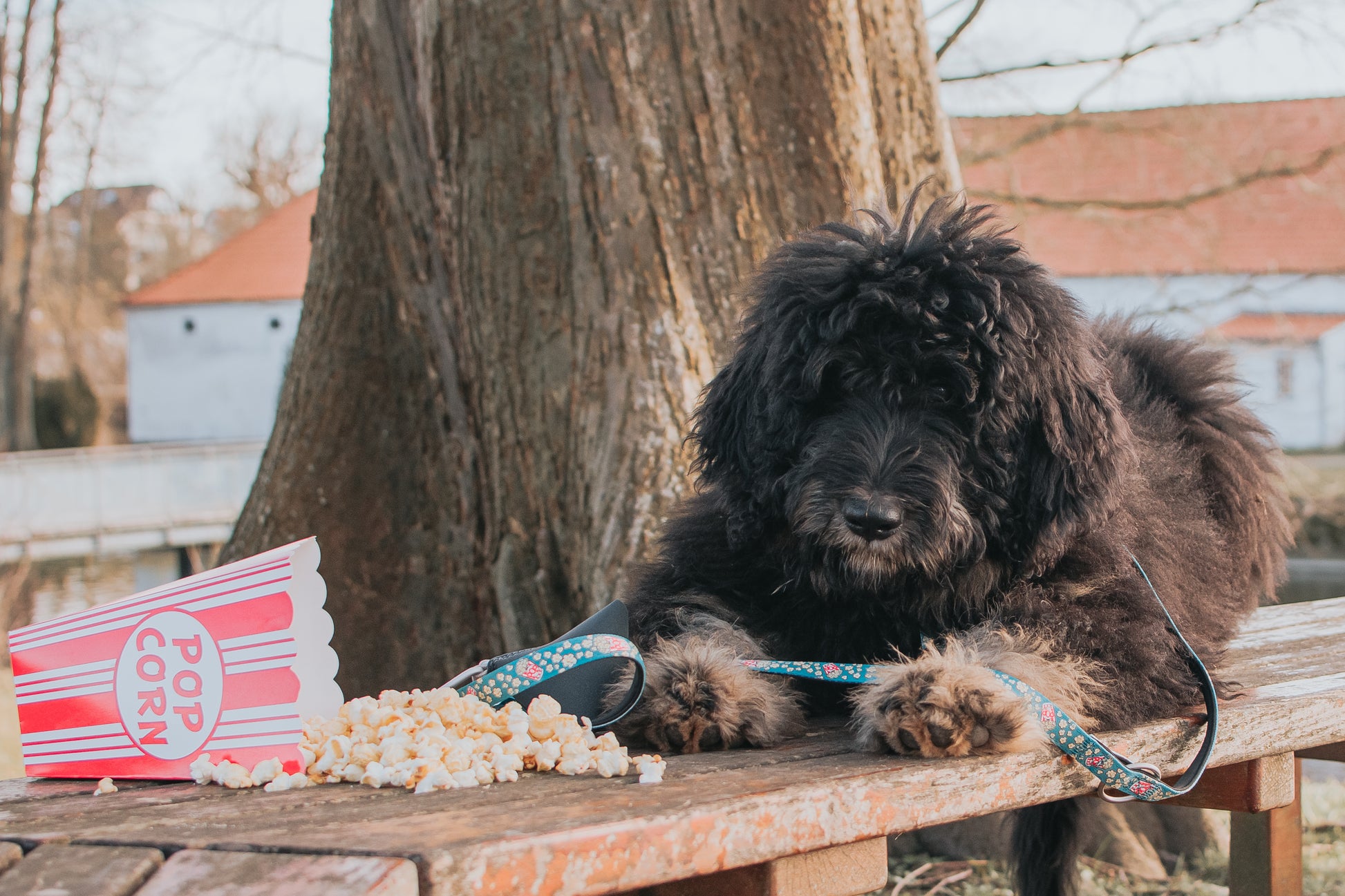 Max and Molly Dog Lead - Large Size - Various Designs - Woofy and Whiskers-Polyester-Quick drying neoprene- Heavy Duty Lobster claw metal clip- Pet Care > Dog Supplies Max & Molly Urban Pets