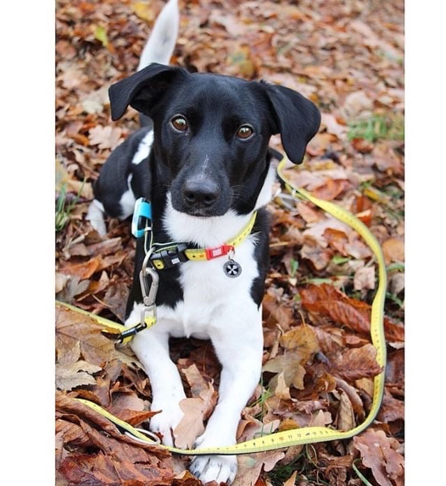 Max and Molly Dog Lead - Large Size - Various Designs - Woofy and Whiskers-Polyester-Quick drying neoprene- Heavy Duty Lobster claw metal clip- Pet Care > Dog Supplies Max & Molly Urban Pets