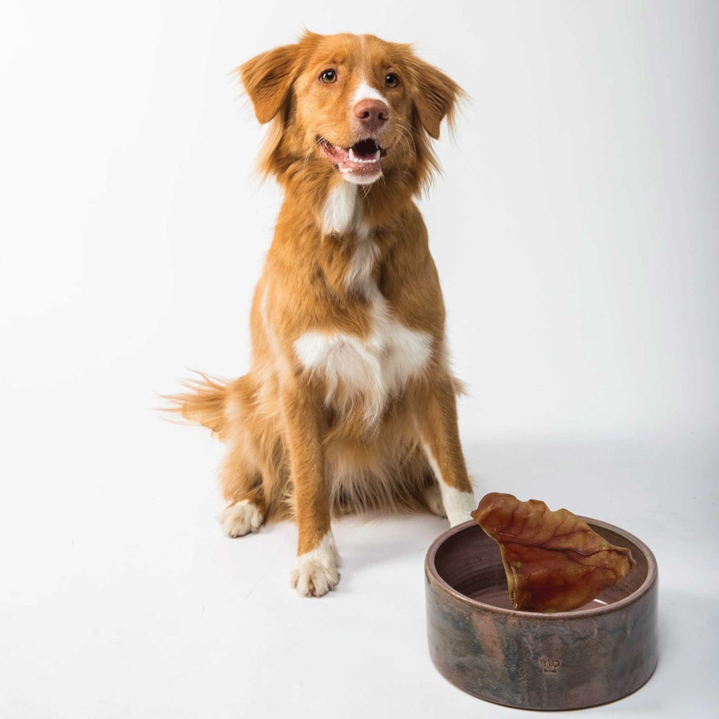 50x Dog Treat Large Pig Ears Whole - Dehydrated Australian Healthy Puppy Chew Pet Care > Pet Food > Dog Food Rooster Farm