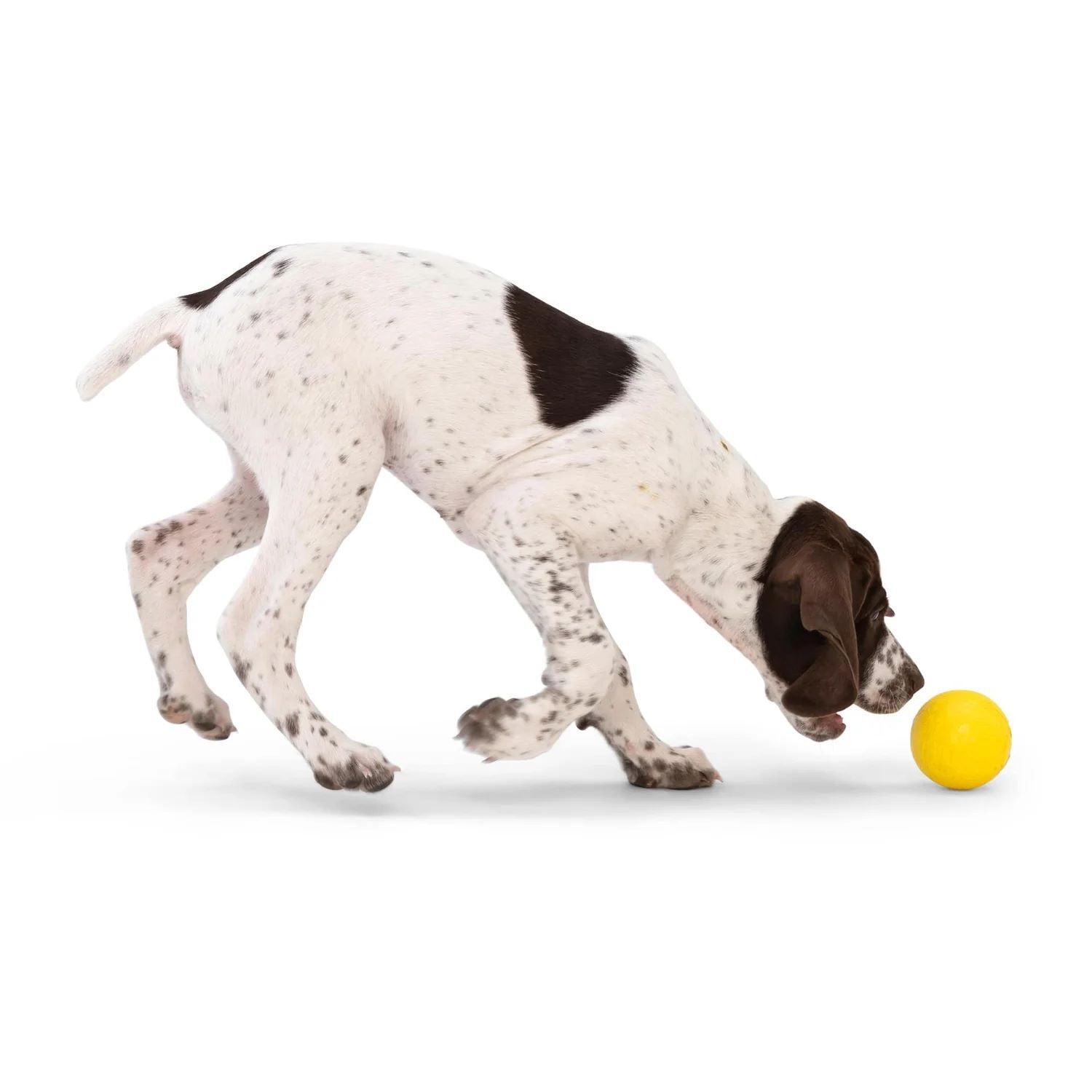 West Paw Boundr Fetch Dog Toys - Pack of 2 Balls - Guaranteed Tough Eco friendly dog toy West Paw Design