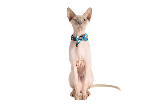 Cat Collar & Bow Tie: Sushi Makes Miso Happy cat collar & Bow Tie Little Kitty Co