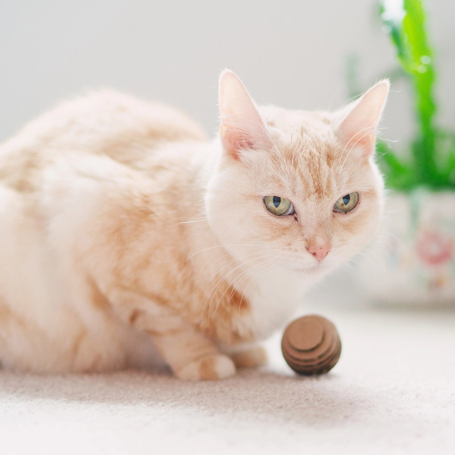 Cat Toy Balls - Made in USA, Eco-Friendly ecofriendly Cat Toy Americat