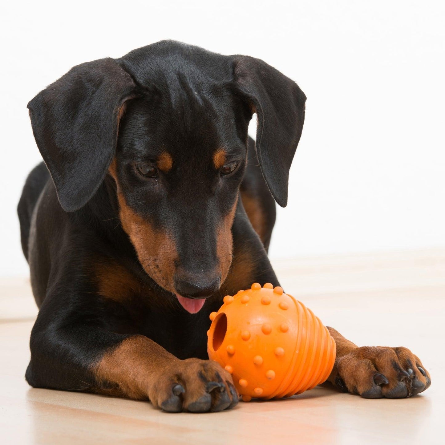 Major Dog Snack Egg Treat Toy Large Pet Care > Toys Major Dog