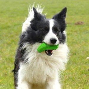 Major Dog Zucchini Treat Toy Pet Care > Toys Major Dog