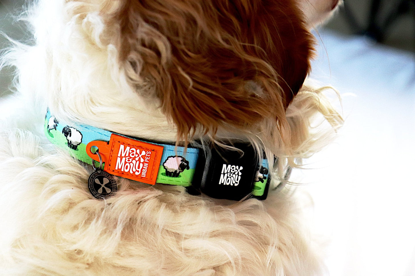 Max & Molly Smart ID Dog Collar - Various Designs Dog Collar Max & Molly Urban Pets Medium Black sheep