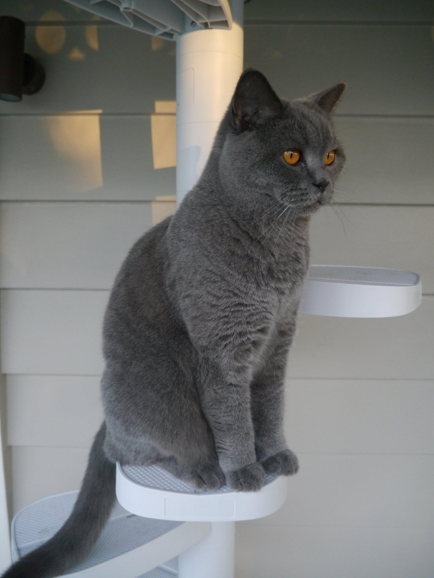 Monkee Tree - The Scalable Cat Climbing Ladder 18 Trunk Starter Pack Cat Toys and Scratchers Monkee Tree