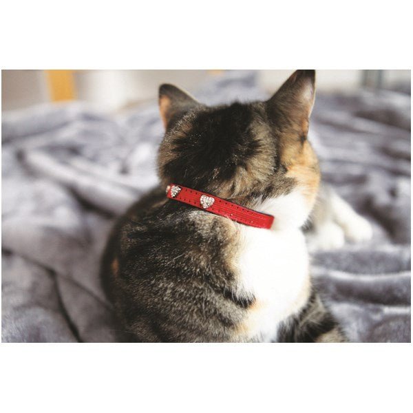 Cat Harness , Collars & Accessories - Woofy and Whiskers