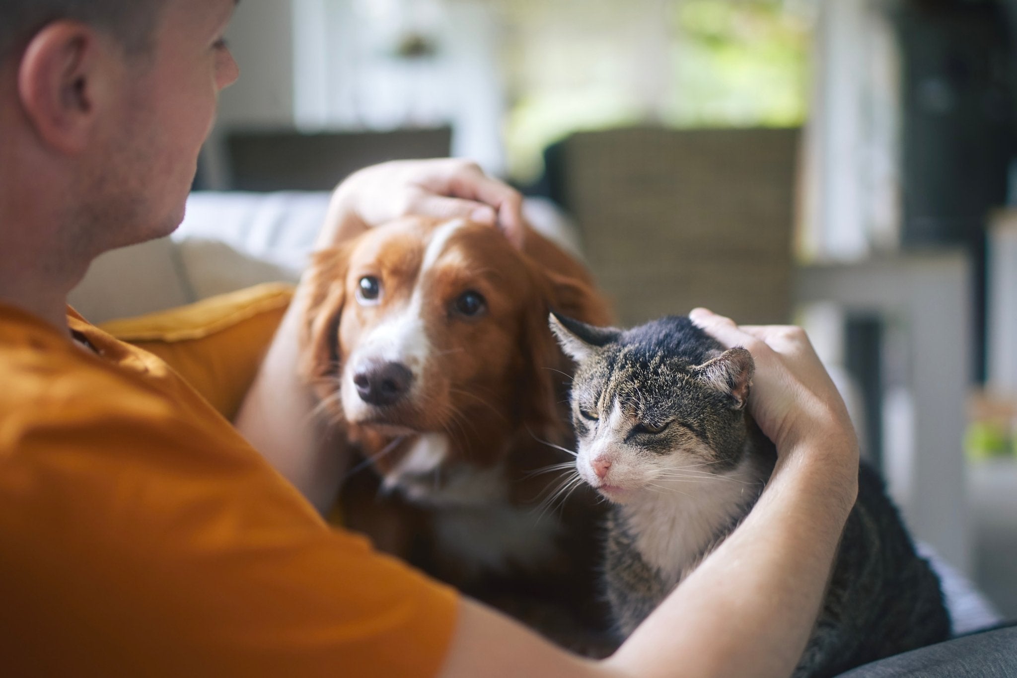 Man pats gorgeaus Orange dog and tabby cat