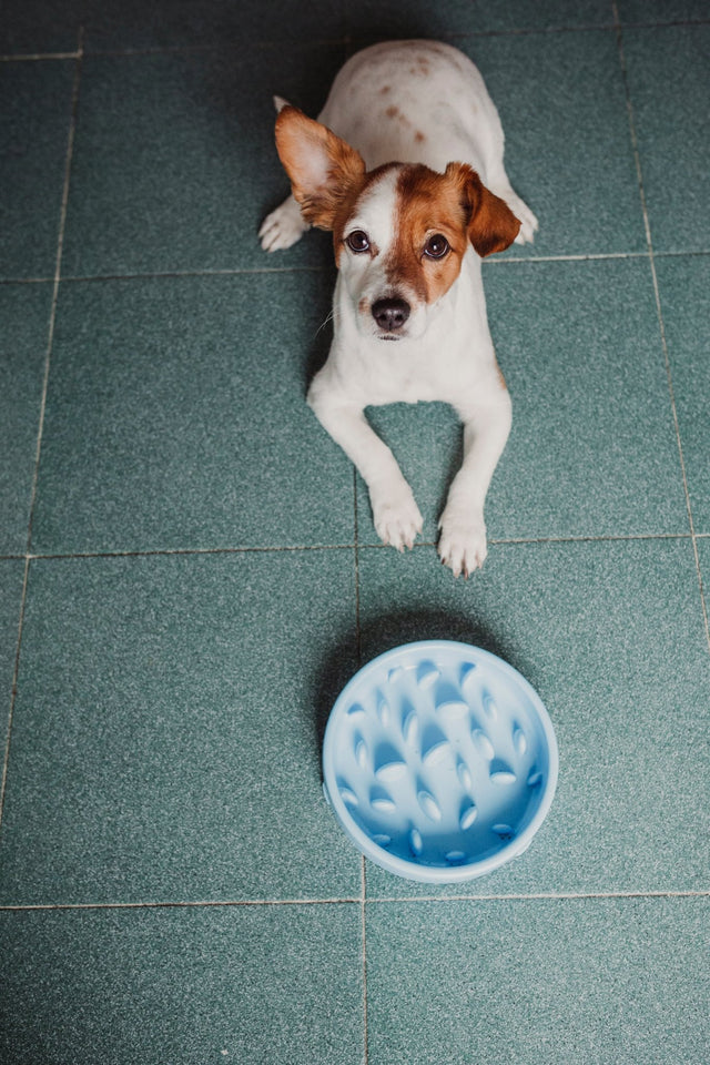 Dog food