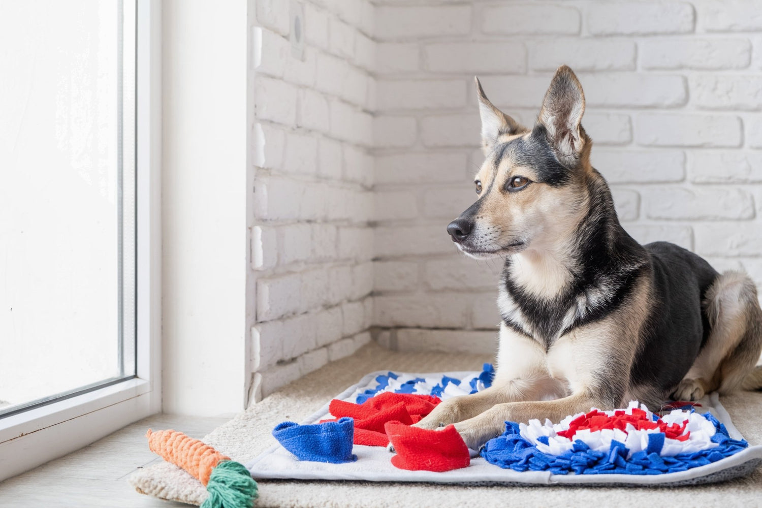 Plush Dog Toys - Woofy and Whiskers