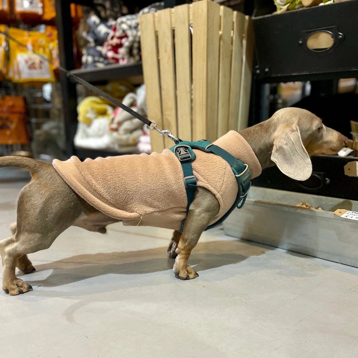 Dachshund Fleece Jumper Preorder for Winter dog jumper doghouse