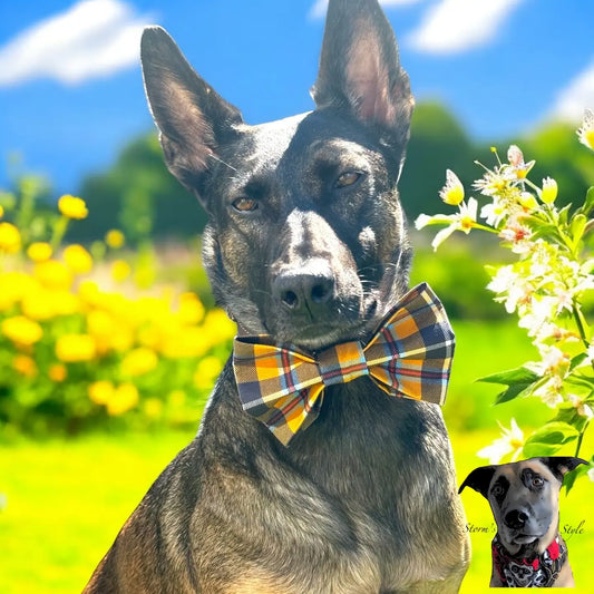 Cornish Tartan - Pet Bow Tie - Dog Cat - St Pirans Dog Apparel bow tie storms style