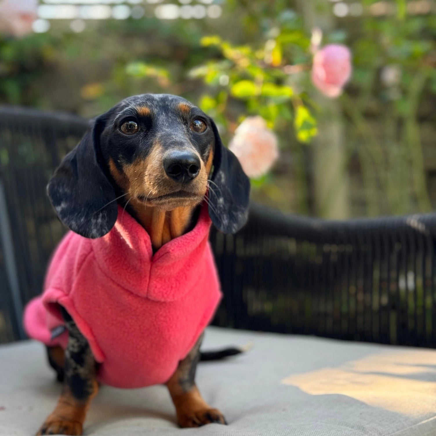 Dachshund Fleece Jumper Preorder for Winter dog jumper doghouse