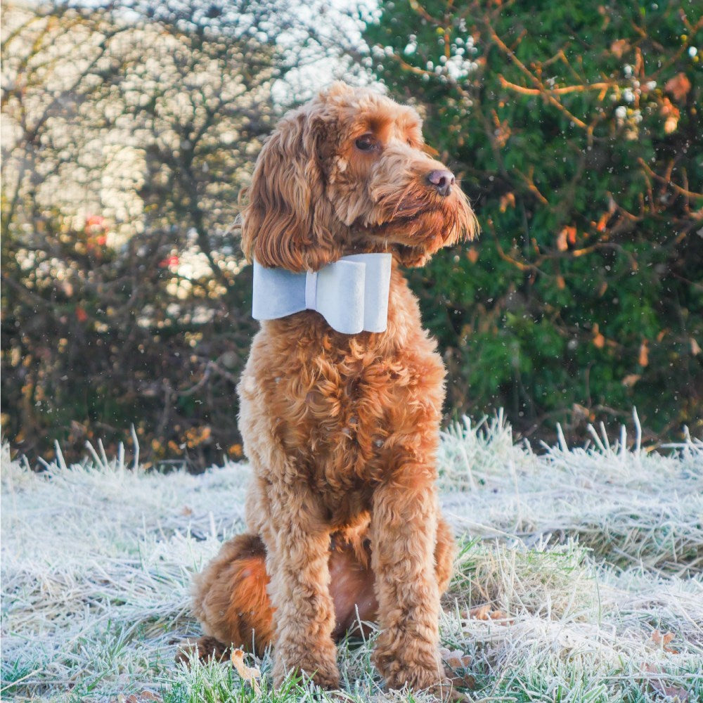 Woofy & Whiskers Christmas Dog Box Pet Care > Dog Supplies Woofy and Whiskers