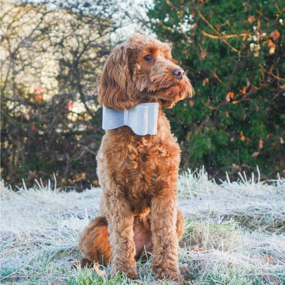 Woofy & Whiskers Christmas Dog Box Pet Care > Dog Supplies Woofy and Whiskers