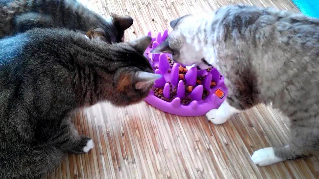 Northmate Catch Interactive Slow Food Cat Bowl interactive slow feeder for Cats northmate