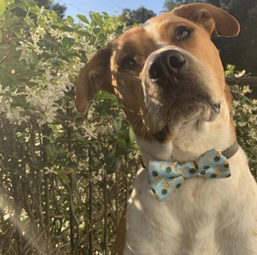 Fish Bone Red Dog Bow Tie Dog Apparel bow tie cuter Ties Tropic like it's hot