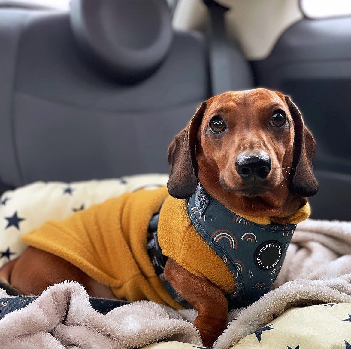 Dachshund Fleece Jumper Preorder for Winter dog jumper doghouse