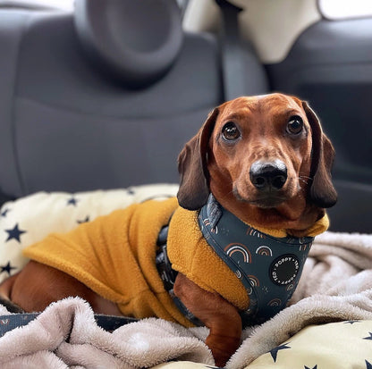 Dachshund Fleece Jumper Preorder for Winter dog jumper doghouse