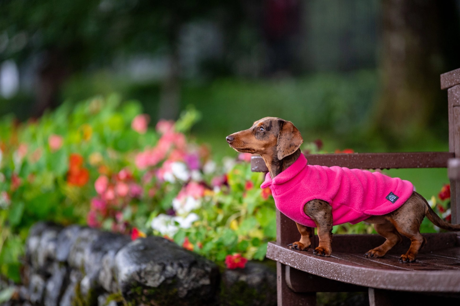 Dachshund Fleece Jumper Preorder for Winter dog jumper doghouse