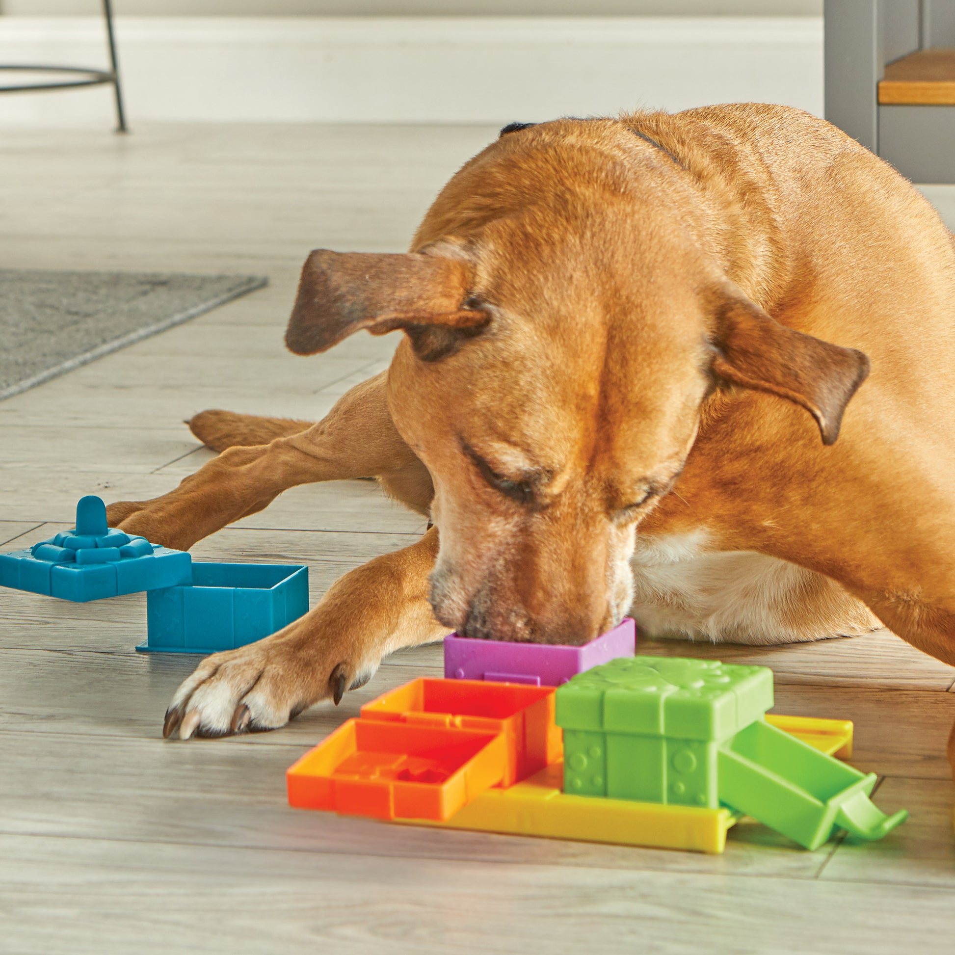 tan medium sized dog playing with the surprise party puzzle