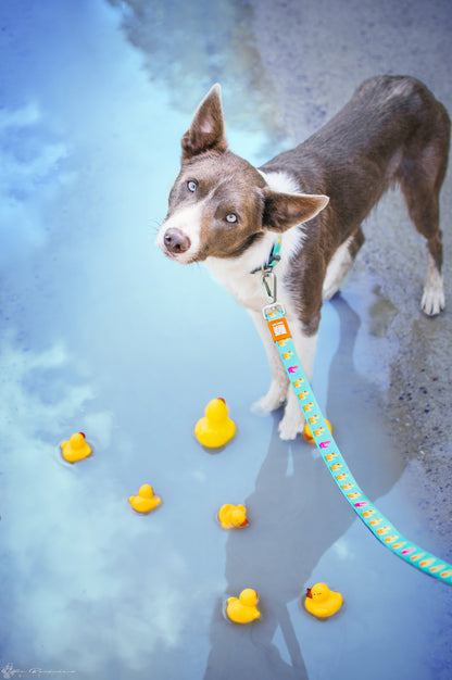Max and Molly Dog Lead - Large Size - Various Designs - Woofy and Whiskers-Polyester-Quick drying neoprene- Heavy Duty Lobster claw metal clip- Pet Care > Dog Supplies Max & Molly Urban Pets Ducklings Large