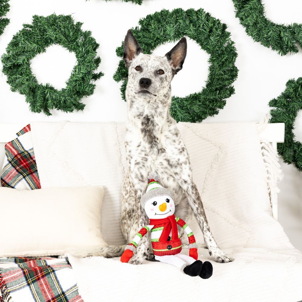 Heeler dog sitting with the Fringe Studio Too Cute To Chill Plush Squeaker Christmas Dog Toy