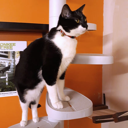 Monkee Tree - The Scalable Cat Climbing Ladder 18 Trunk Starter Pack Cat Toys and Scratchers Monkee Tree White 12 Trunk