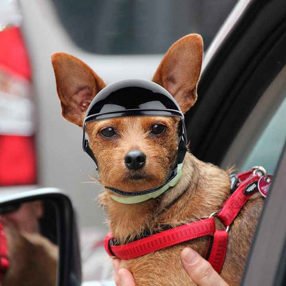 Size M Black Pet Safety Helmet - Stylish Protective Headgear for Dogs Pet Care > Dog Supplies > Dog Training Aids Woofy and Whiskers