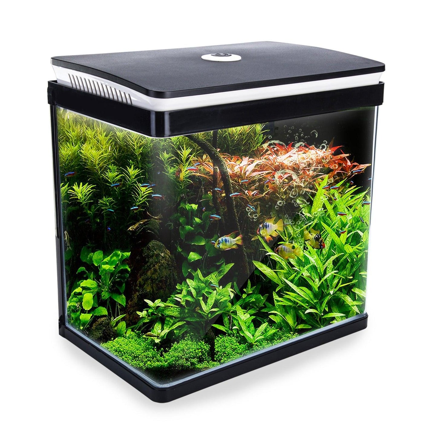 Dynamic Power Aquarium Fish Tank 30L Curved Glass RGB LEDWoofy and Whiskers