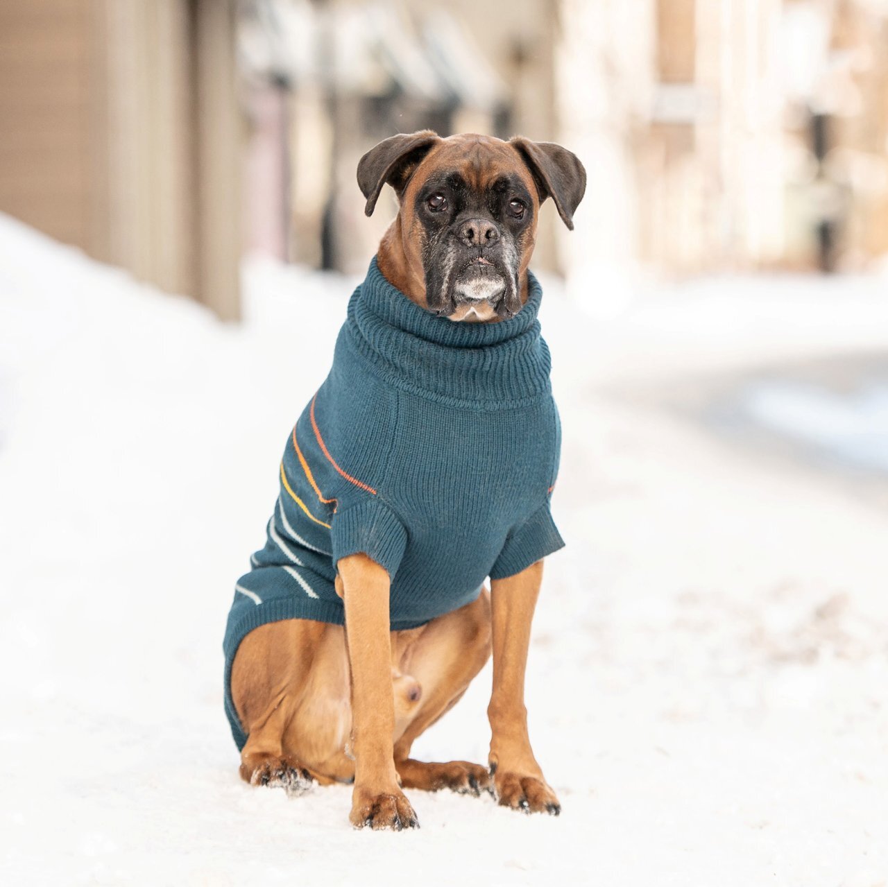 GF Pet Arctic Dog Sweater in Dark TealWoofy and Whiskers