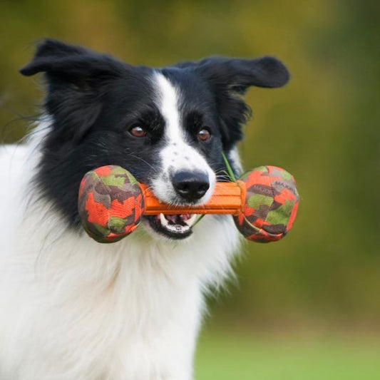 Major Dog Barbell - Small - Retrieval Toy Pet Care > Toys Major Dog Small