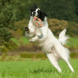 Major Dog Flying Felix - Fetch Toy Pet Care > Toys Major Dog