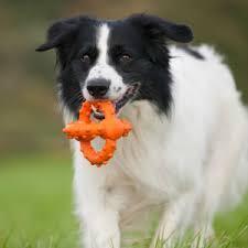 Major Dog Octopus Retrieval Ball - Large - Fetch Toy Pet Care > Toys Major Dog