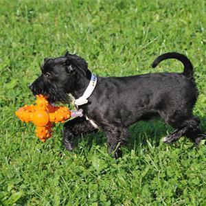 Major Dog Octopus Retrieval Ball - Small - Fetch Toy Pet Care > Toys Major Dog