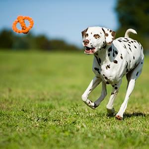 Major Dog Octopus Retrieval Ball - Small - Fetch Toy Pet Care > Toys Major Dog