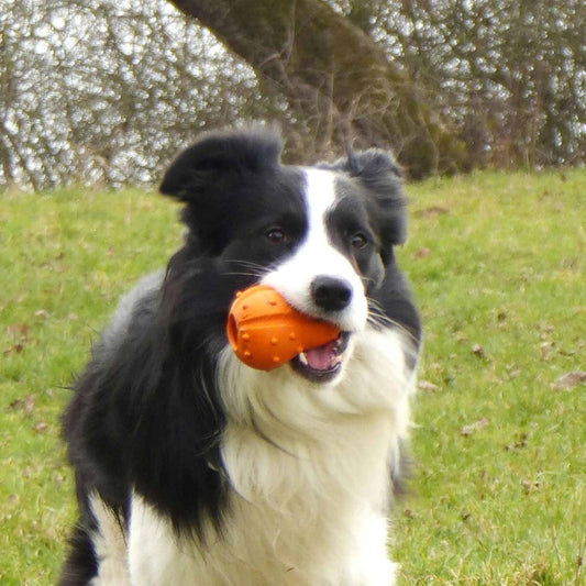 Major Dog Pumpkin Treat Toy Pet Care > Toys Major Dog